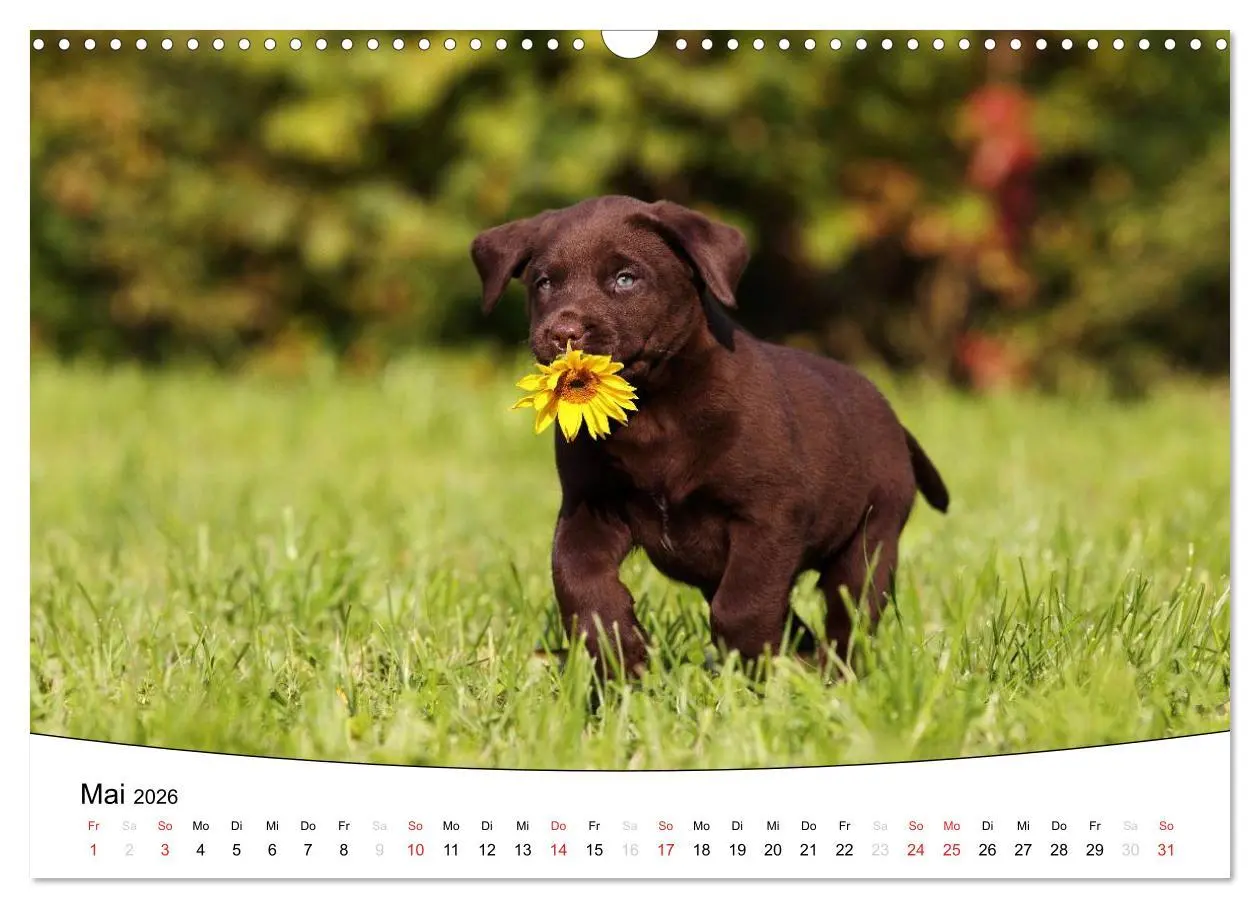 Bild: 9783516204995 | Welpen - Puppies (Wandkalender 2026 DIN A3 quer), CALVENDO...