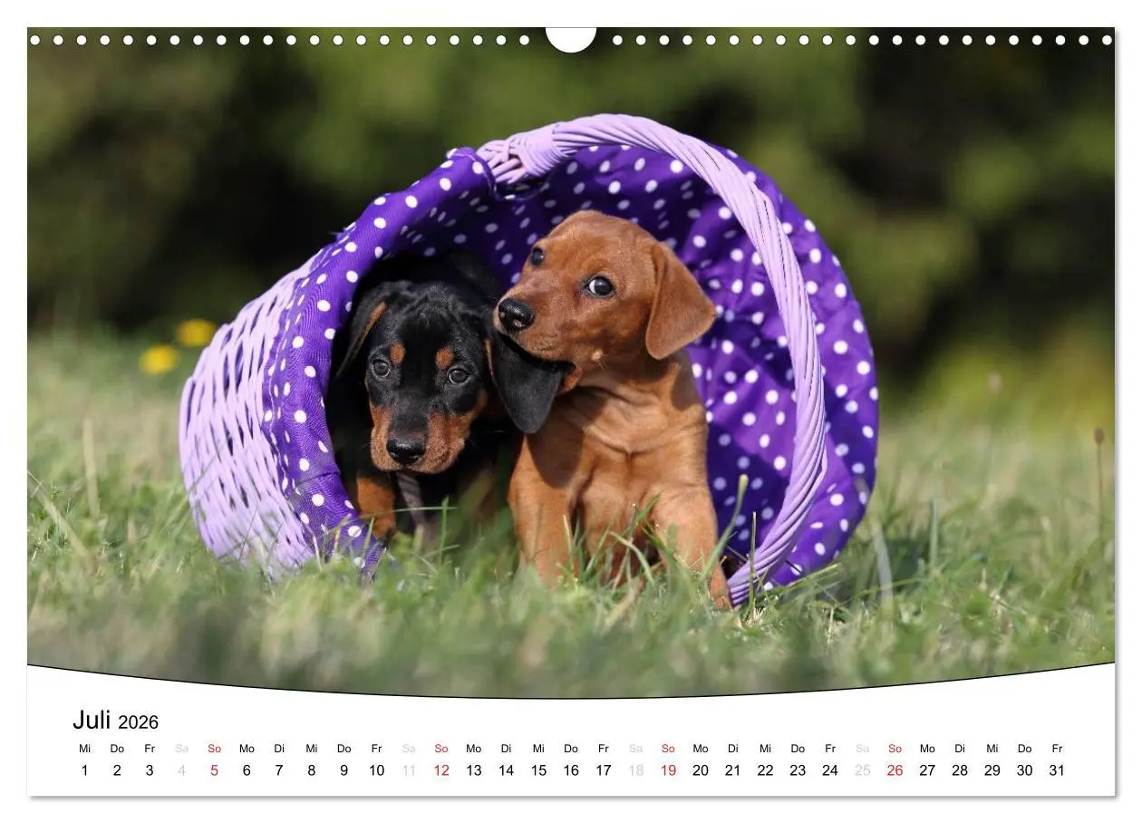 Bild: 9783516204995 | Welpen - Puppies (Wandkalender 2026 DIN A3 quer), CALVENDO...