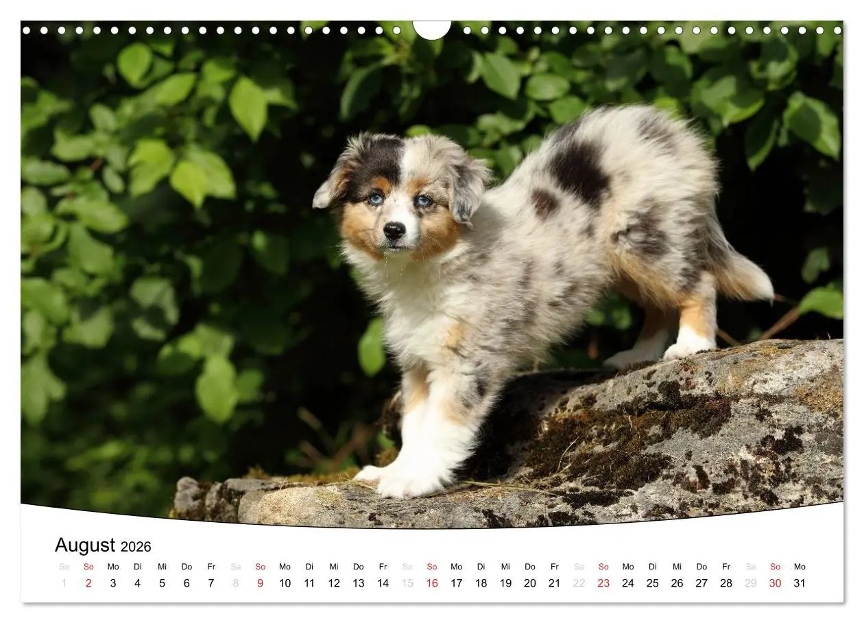 Bild: 9783516204995 | Welpen - Puppies (Wandkalender 2026 DIN A3 quer), CALVENDO...