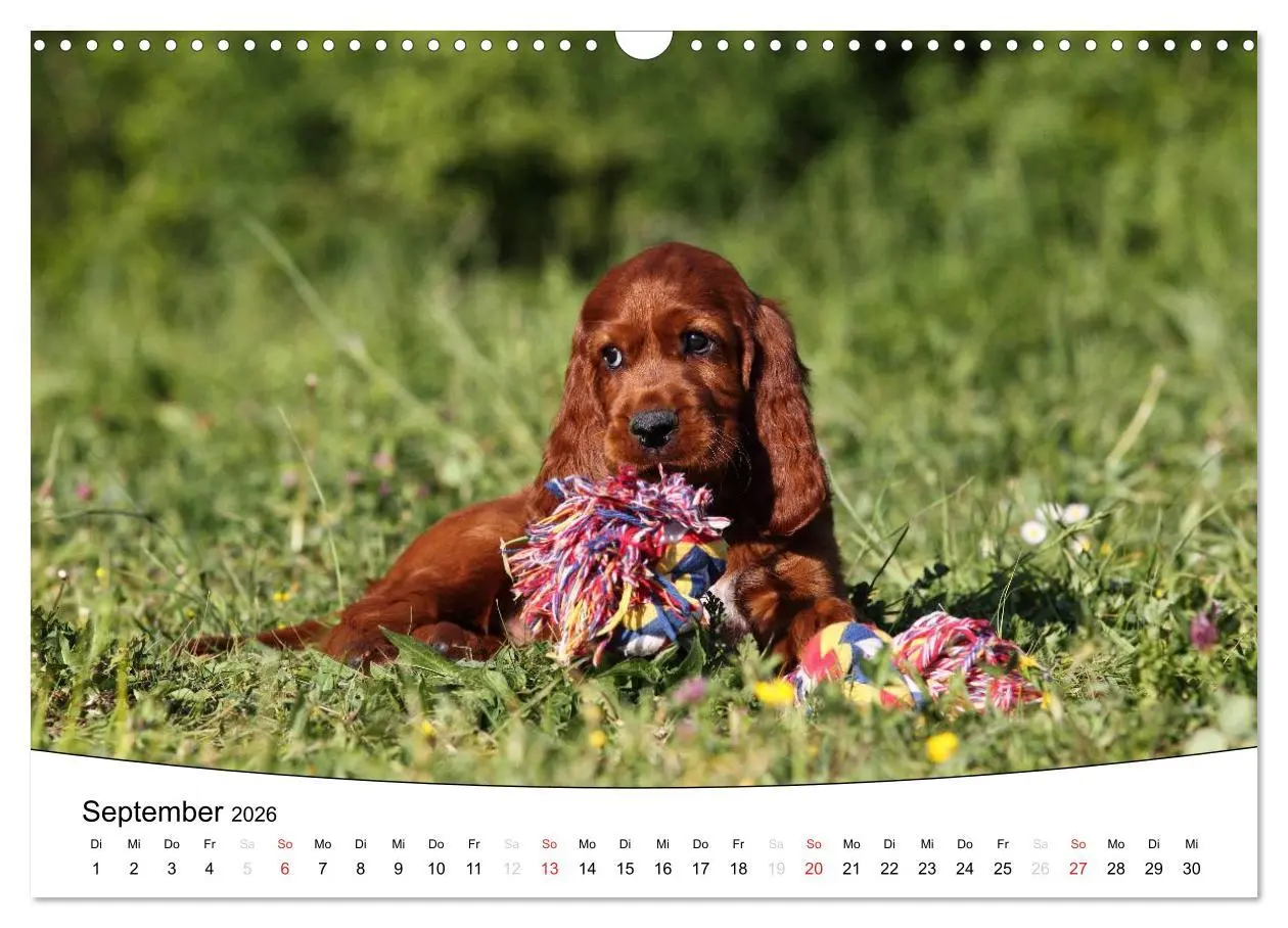 Bild: 9783516204995 | Welpen - Puppies (Wandkalender 2026 DIN A3 quer), CALVENDO...
