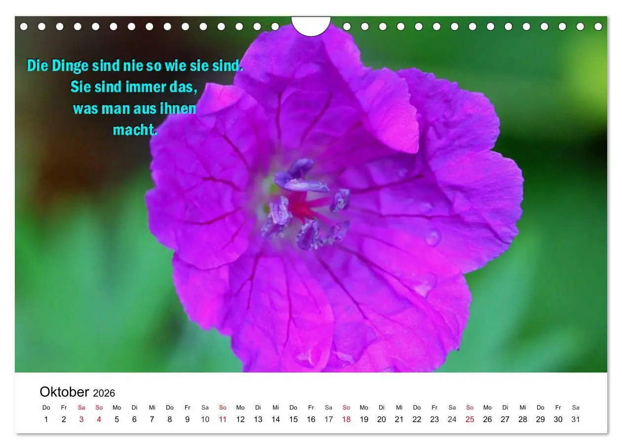 Bild: 9783457795095 | Lebensweisheiten 2026 (Wandkalender 2026 DIN A4 quer), CALVENDO...