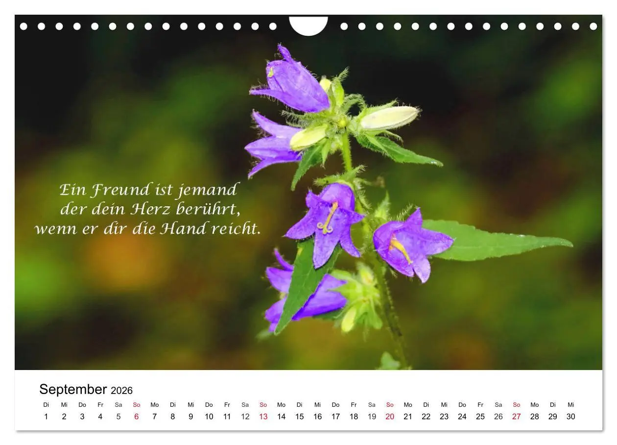 Bild: 9783457795095 | Lebensweisheiten 2026 (Wandkalender 2026 DIN A4 quer), CALVENDO...