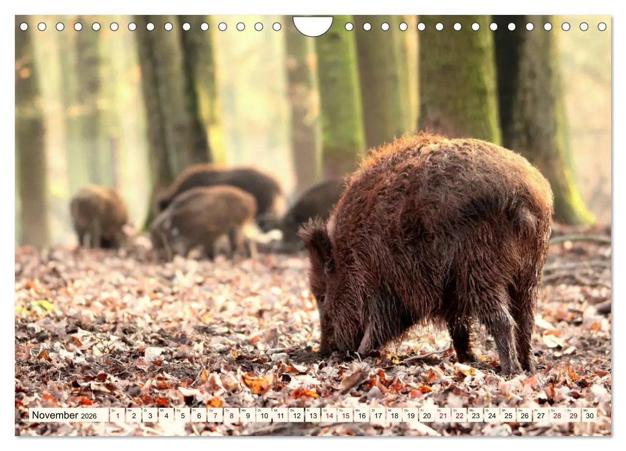 Bild: 9783457865095 | Wildschweine - Tiere aus unseren Wäldern (Wandkalender 2026 DIN A4...