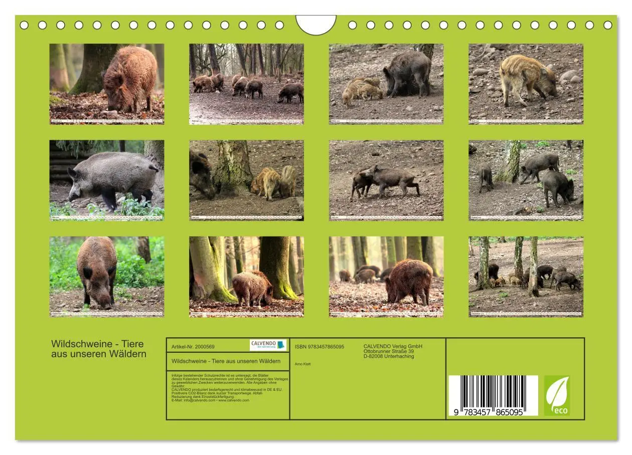 Bild: 9783457865095 | Wildschweine - Tiere aus unseren Wäldern (Wandkalender 2026 DIN A4...