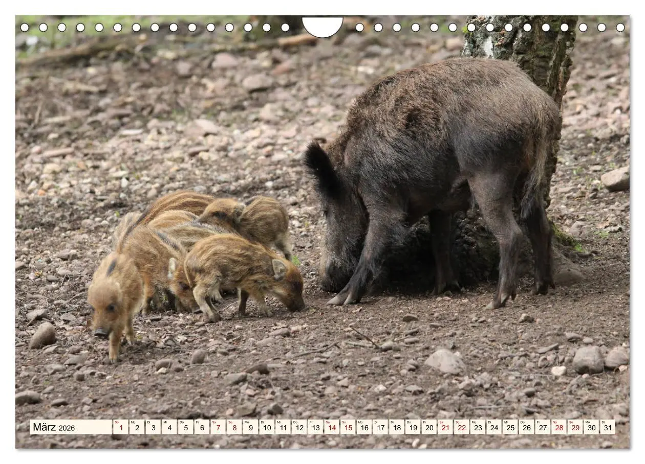 Bild: 9783457865095 | Wildschweine - Tiere aus unseren Wäldern (Wandkalender 2026 DIN A4...