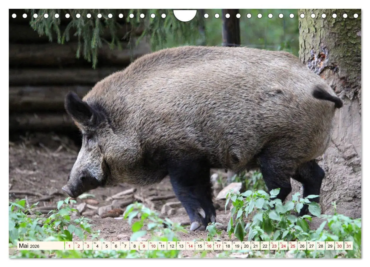 Bild: 9783457865095 | Wildschweine - Tiere aus unseren Wäldern (Wandkalender 2026 DIN A4...