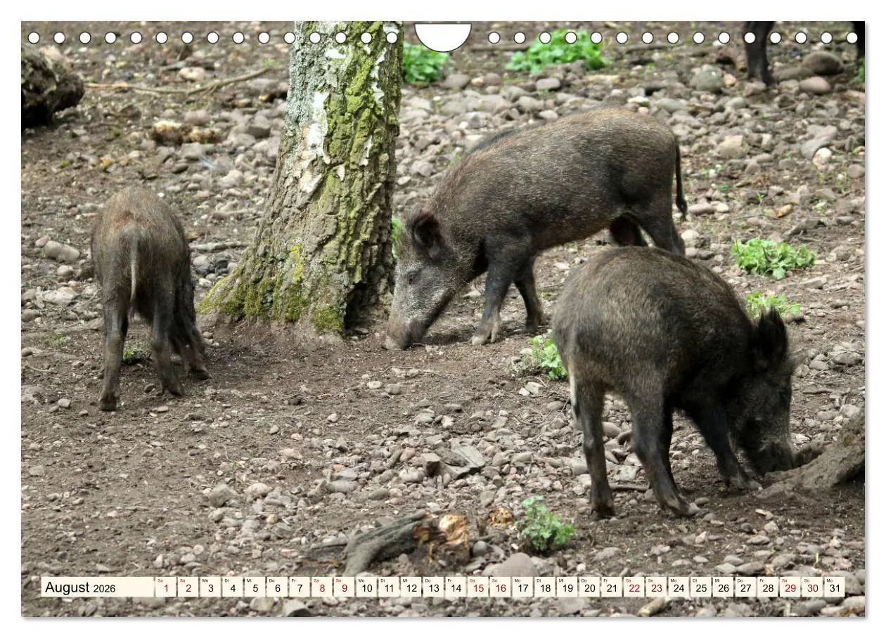 Bild: 9783457865095 | Wildschweine - Tiere aus unseren Wäldern (Wandkalender 2026 DIN A4...