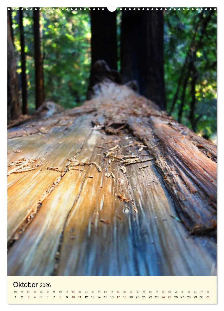 Bild: 9783516405095 | Redwoods - Faszination Mammutbäume (Wandkalender 2026 DIN A2 hoch),...
