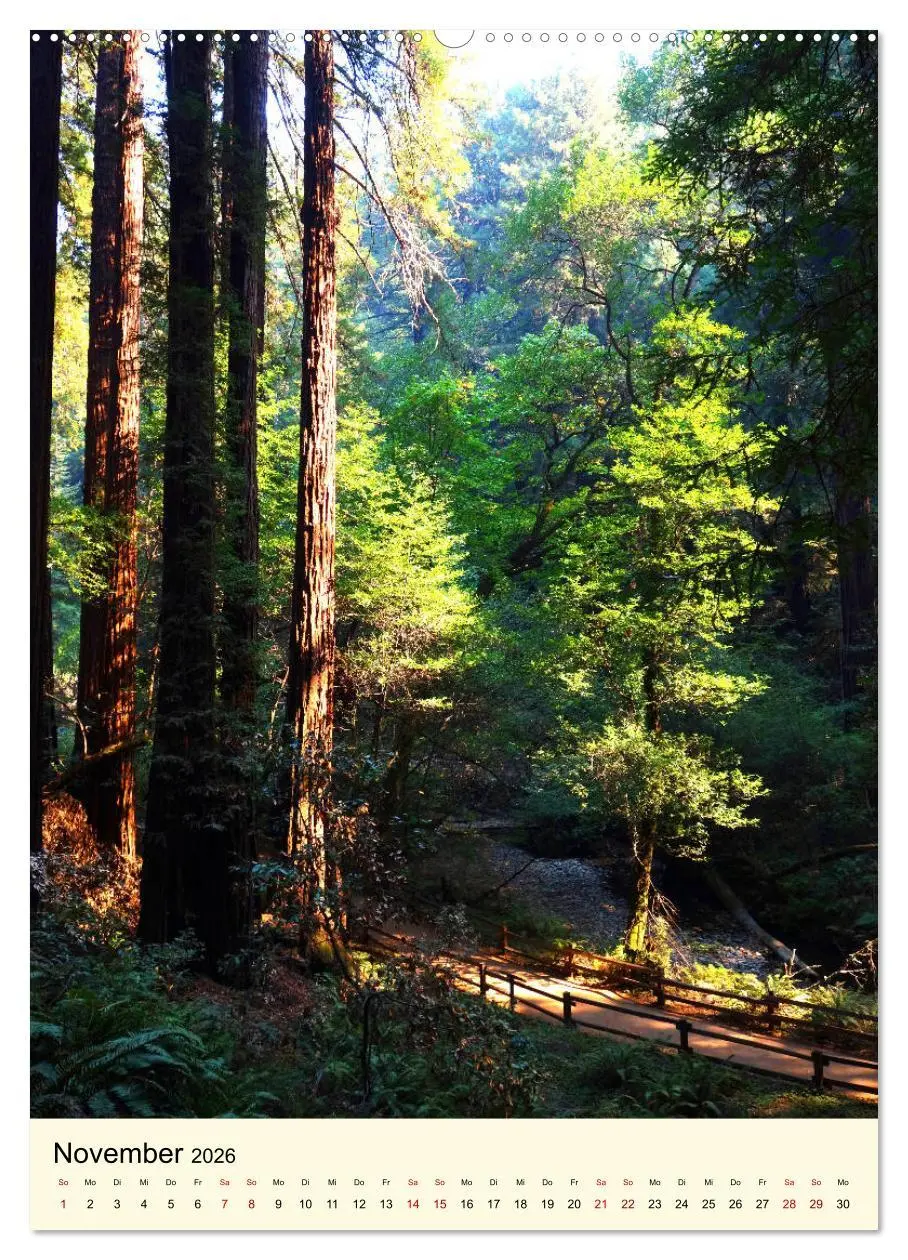 Bild: 9783516405095 | Redwoods - Faszination Mammutbäume (Wandkalender 2026 DIN A2 hoch),...