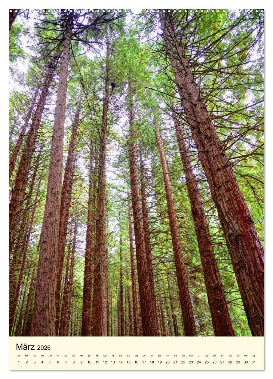 Bild: 9783516405095 | Redwoods - Faszination Mammutbäume (Wandkalender 2026 DIN A2 hoch),...