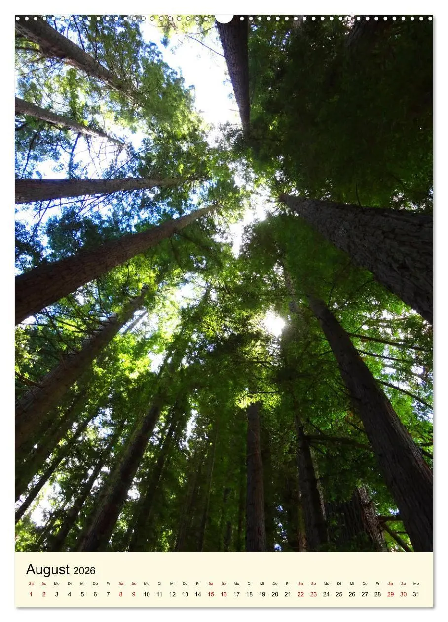 Bild: 9783516405095 | Redwoods - Faszination Mammutbäume (Wandkalender 2026 DIN A2 hoch),...