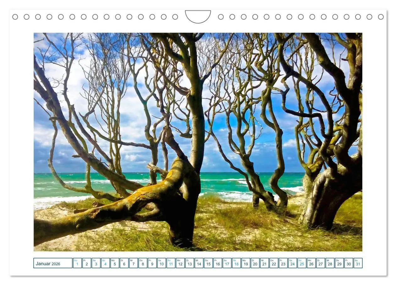 Bild: 9783457305195 | Der Weststrand am Darß (Wandkalender 2026 DIN A4 quer), CALVENDO...
