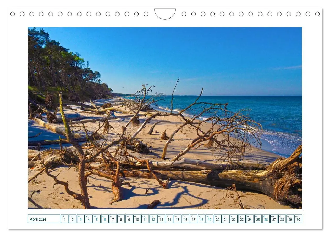 Bild: 9783457305195 | Der Weststrand am Darß (Wandkalender 2026 DIN A4 quer), CALVENDO...