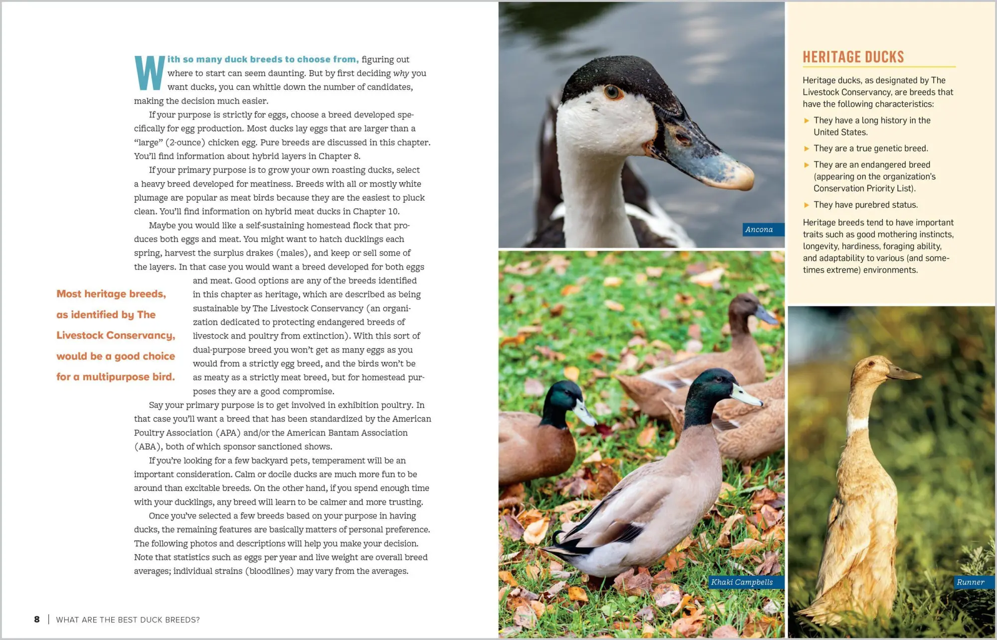 Bild: 9781635865295 | An Absolute Beginner's Guide to Raising Backyard Ducks | Gail Damerow