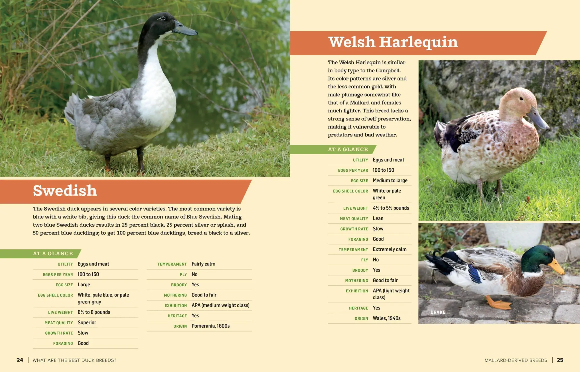 Bild: 9781635865295 | An Absolute Beginner's Guide to Raising Backyard Ducks | Gail Damerow