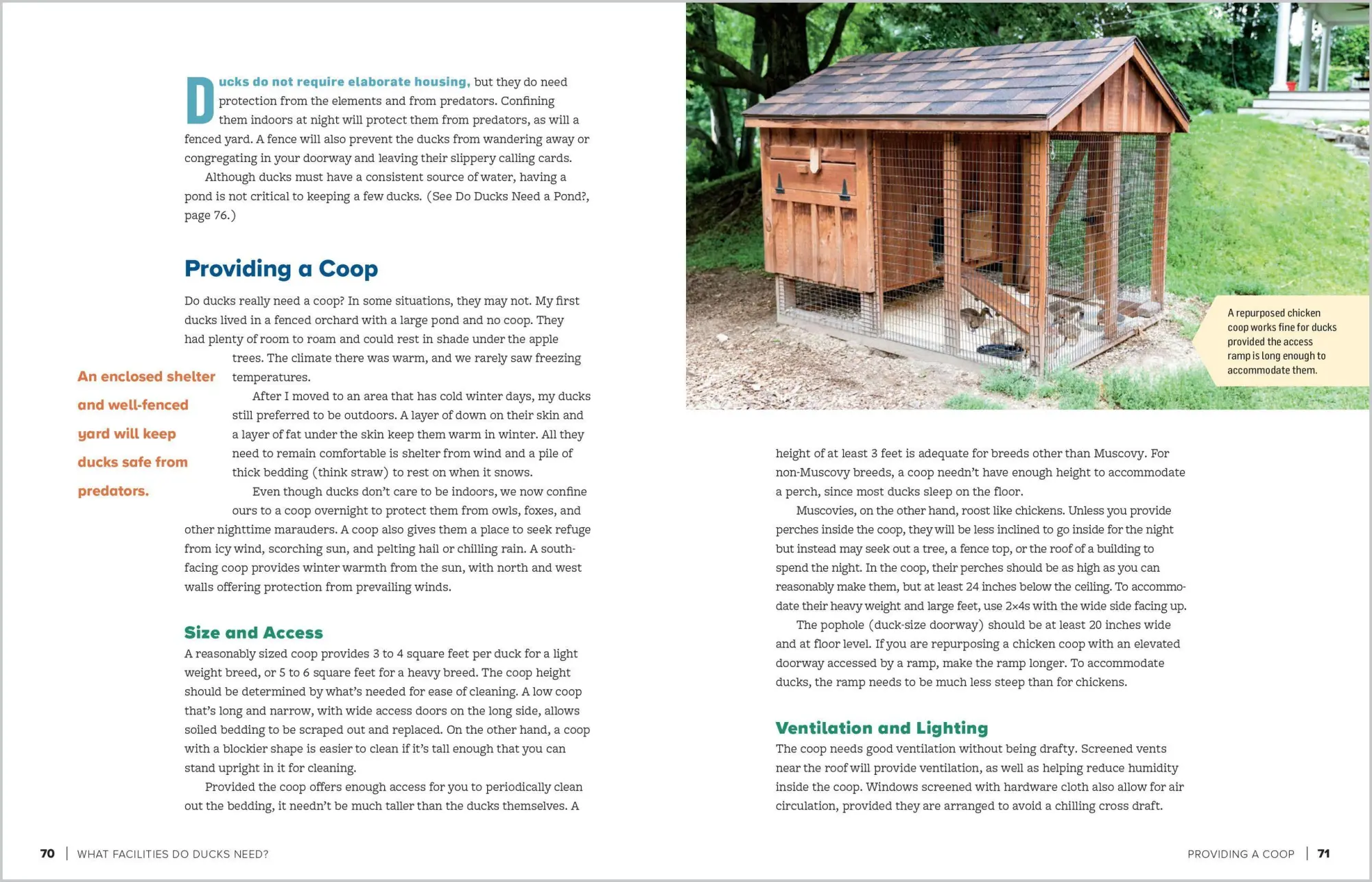 Bild: 9781635865295 | An Absolute Beginner's Guide to Raising Backyard Ducks | Gail Damerow