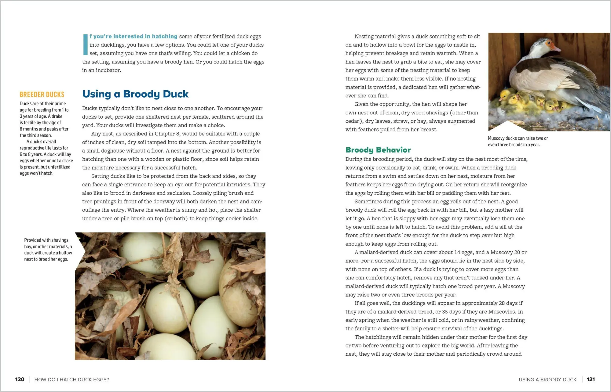 Bild: 9781635865295 | An Absolute Beginner's Guide to Raising Backyard Ducks | Gail Damerow