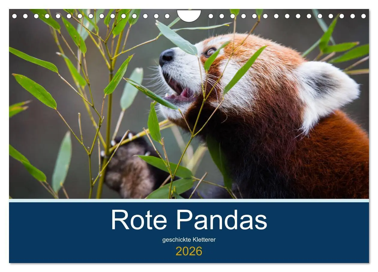 Cover: 9783457835395 | Rote Pandas - geschickte Kletterer (Wandkalender 2026 DIN A4 quer),...