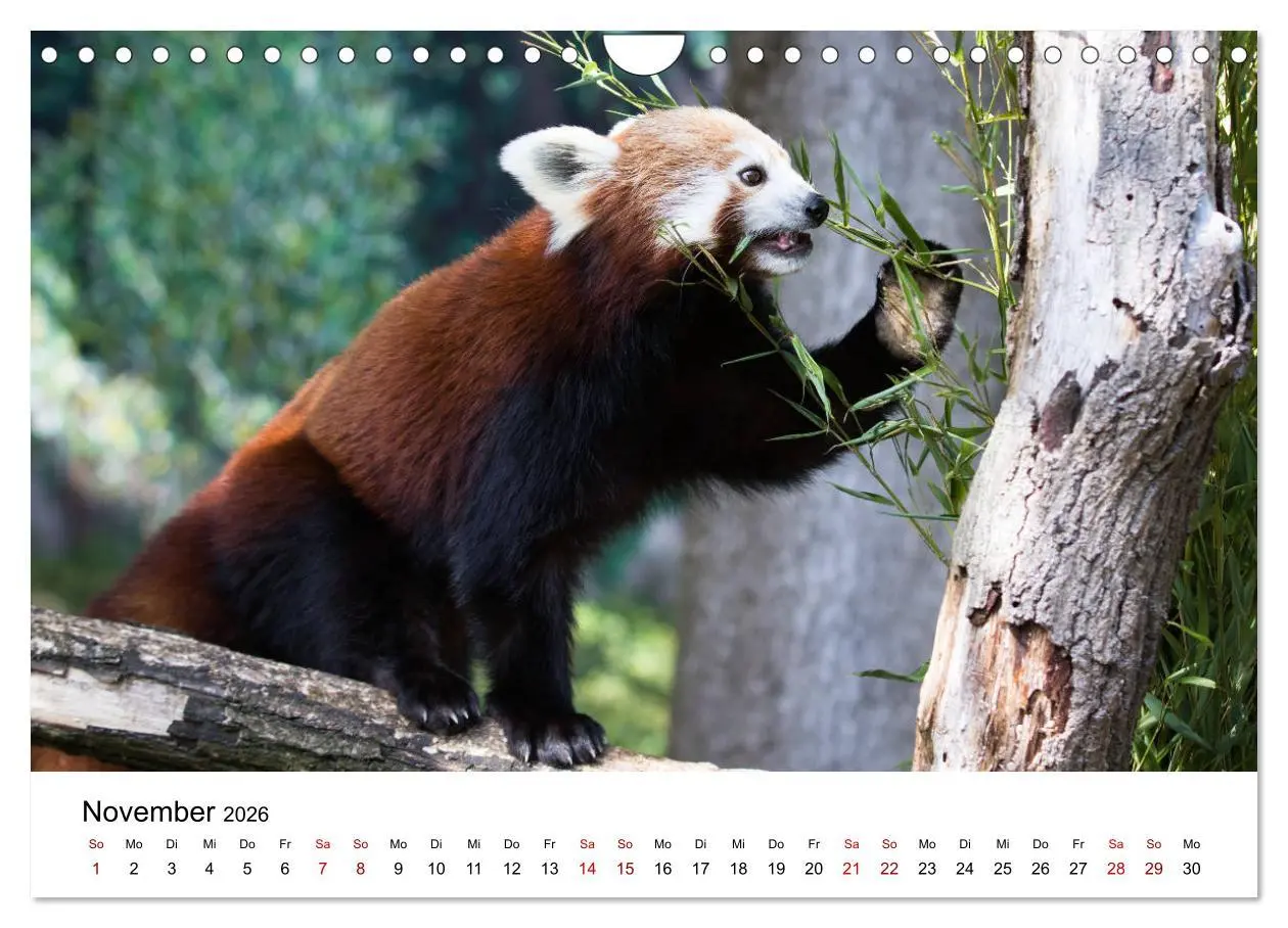 Bild: 9783457835395 | Rote Pandas - geschickte Kletterer (Wandkalender 2026 DIN A4 quer),...