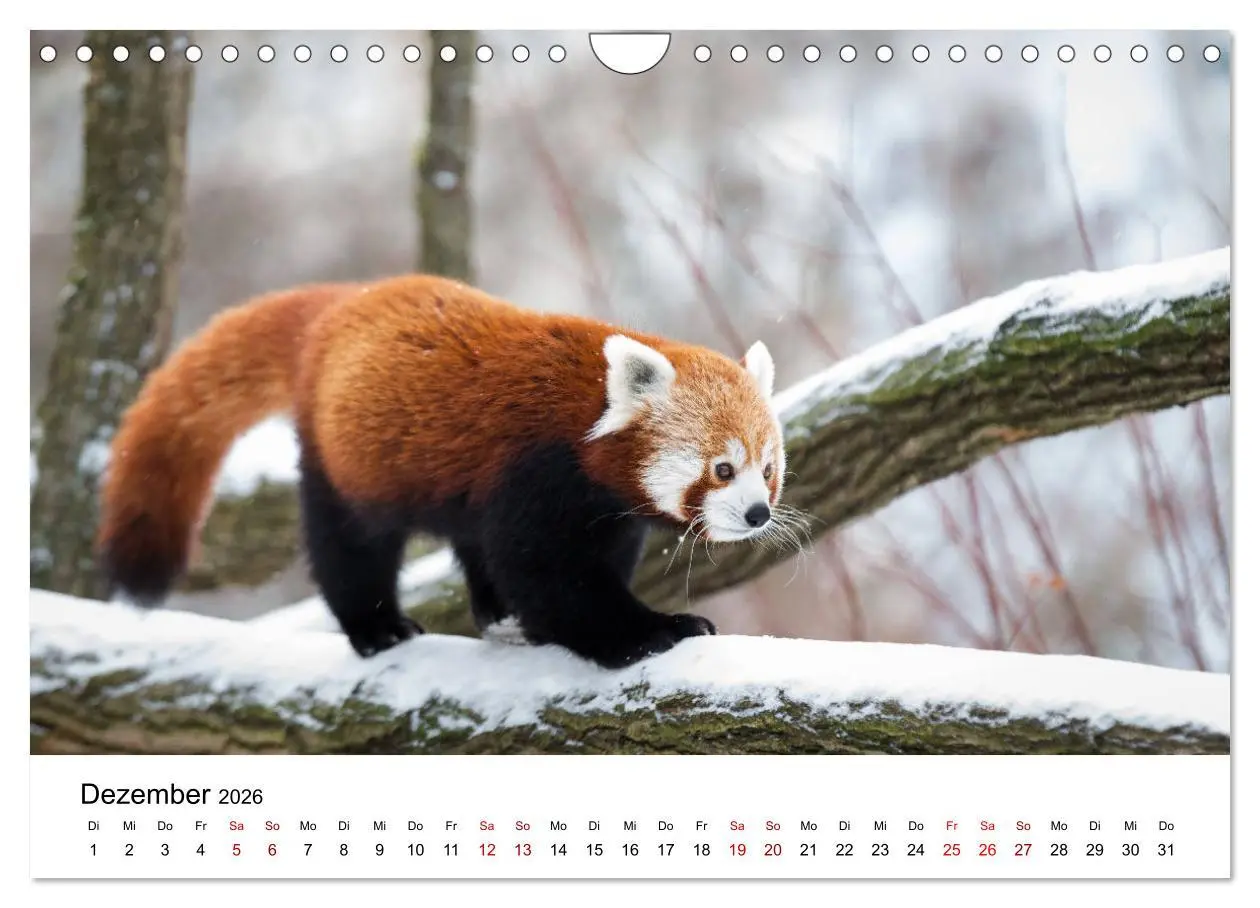 Bild: 9783457835395 | Rote Pandas - geschickte Kletterer (Wandkalender 2026 DIN A4 quer),...