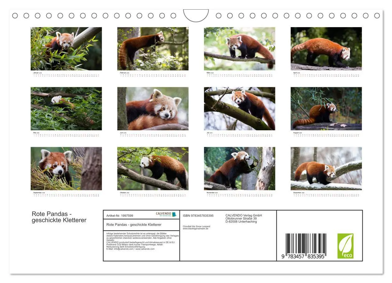 Bild: 9783457835395 | Rote Pandas - geschickte Kletterer (Wandkalender 2026 DIN A4 quer),...