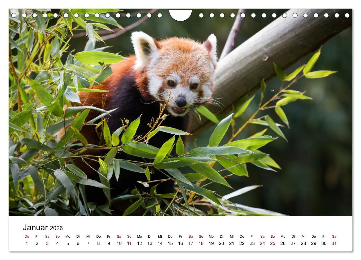 Bild: 9783457835395 | Rote Pandas - geschickte Kletterer (Wandkalender 2026 DIN A4 quer),...