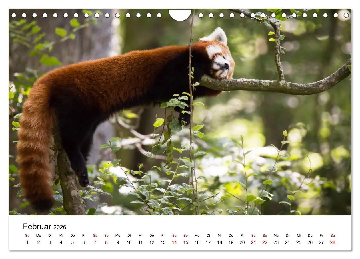 Bild: 9783457835395 | Rote Pandas - geschickte Kletterer (Wandkalender 2026 DIN A4 quer),...