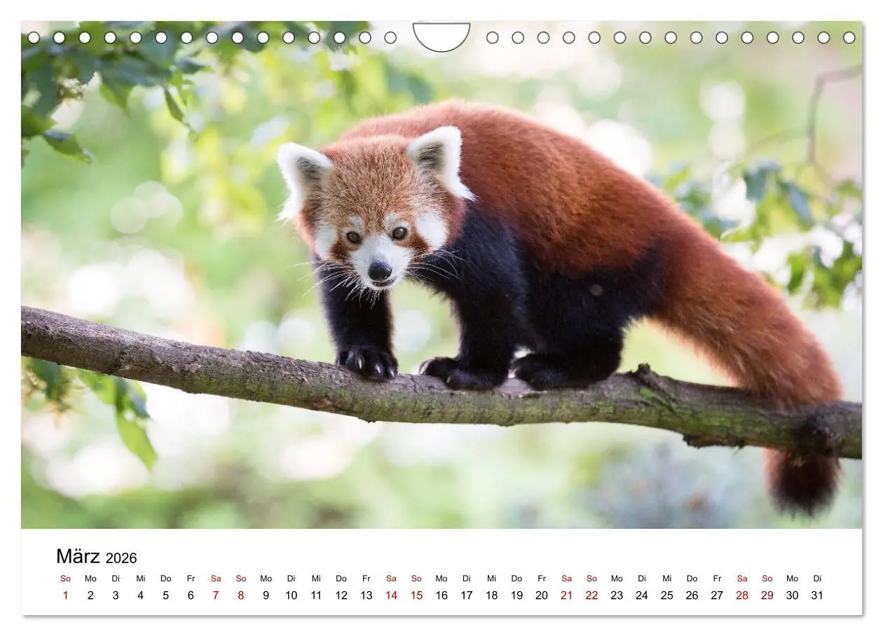 Bild: 9783457835395 | Rote Pandas - geschickte Kletterer (Wandkalender 2026 DIN A4 quer),...