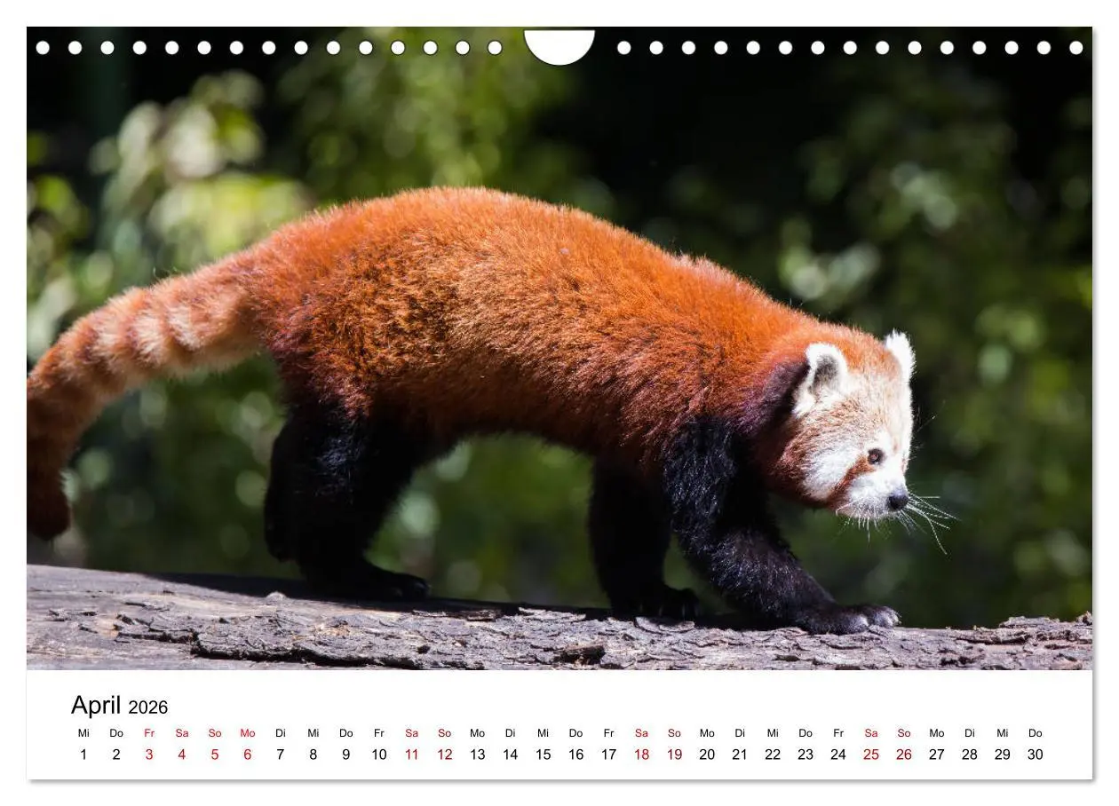Bild: 9783457835395 | Rote Pandas - geschickte Kletterer (Wandkalender 2026 DIN A4 quer),...