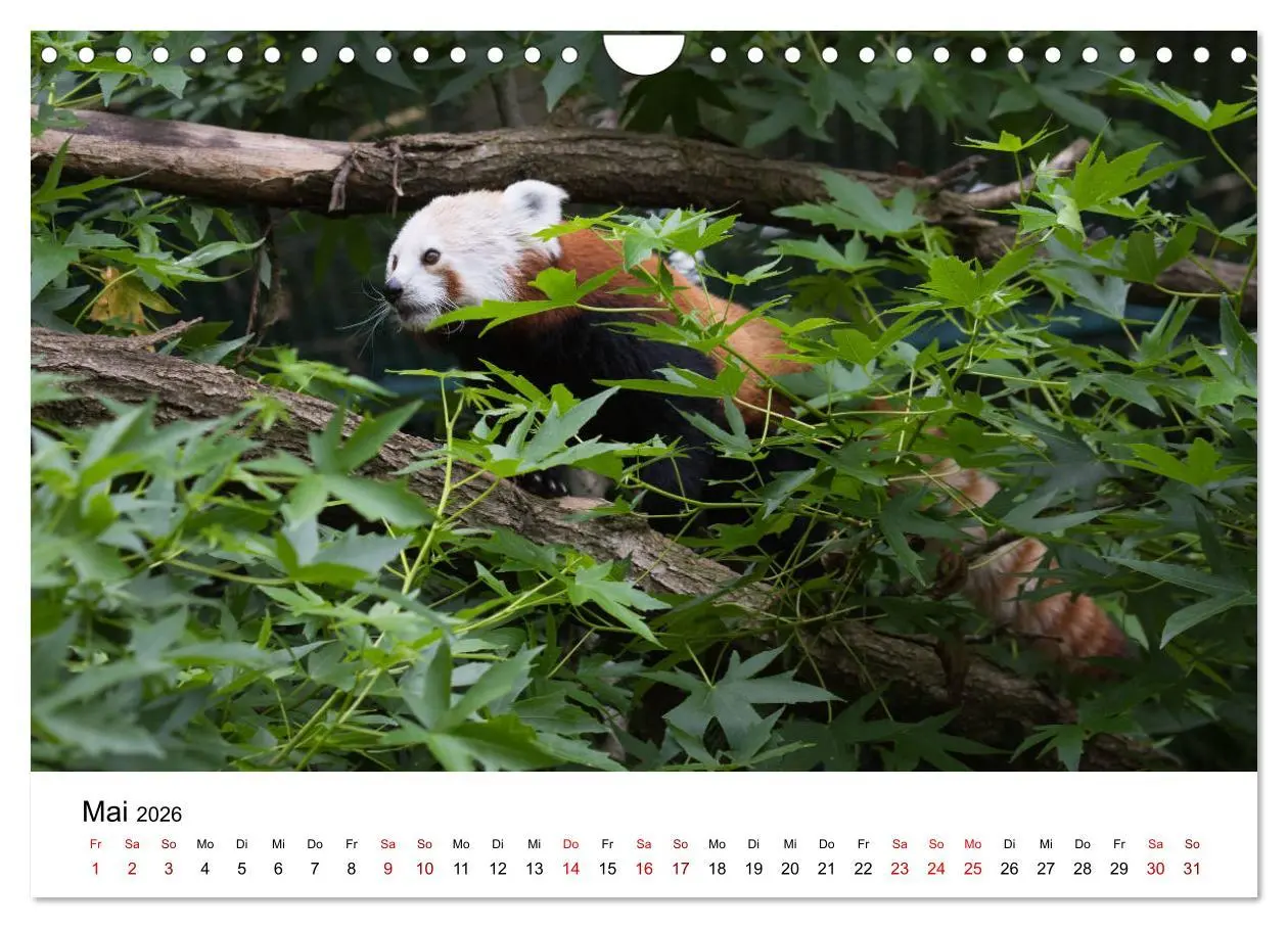 Bild: 9783457835395 | Rote Pandas - geschickte Kletterer (Wandkalender 2026 DIN A4 quer),...