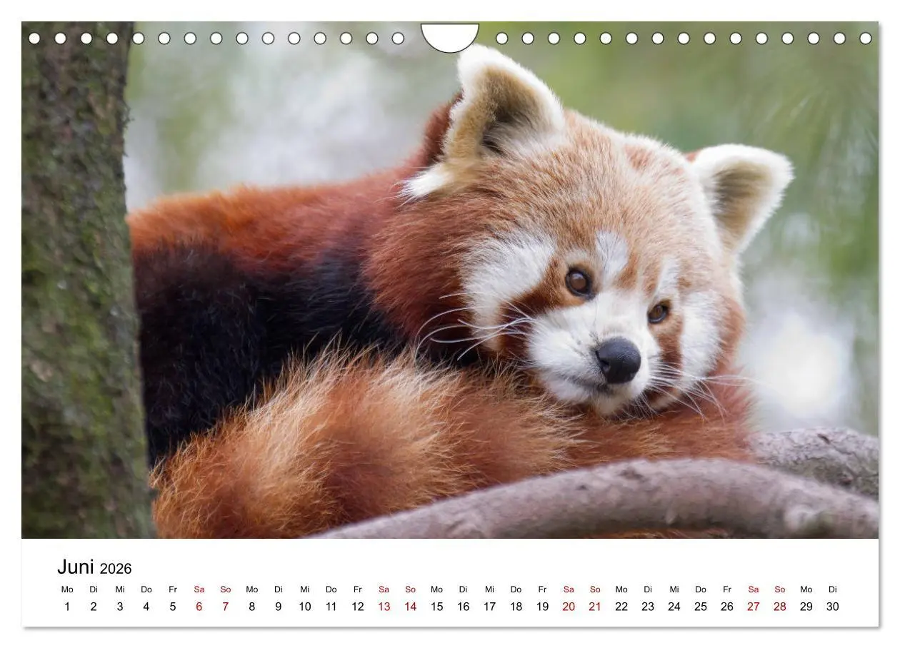 Bild: 9783457835395 | Rote Pandas - geschickte Kletterer (Wandkalender 2026 DIN A4 quer),...