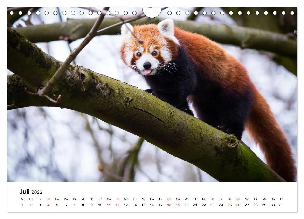 Bild: 9783457835395 | Rote Pandas - geschickte Kletterer (Wandkalender 2026 DIN A4 quer),...