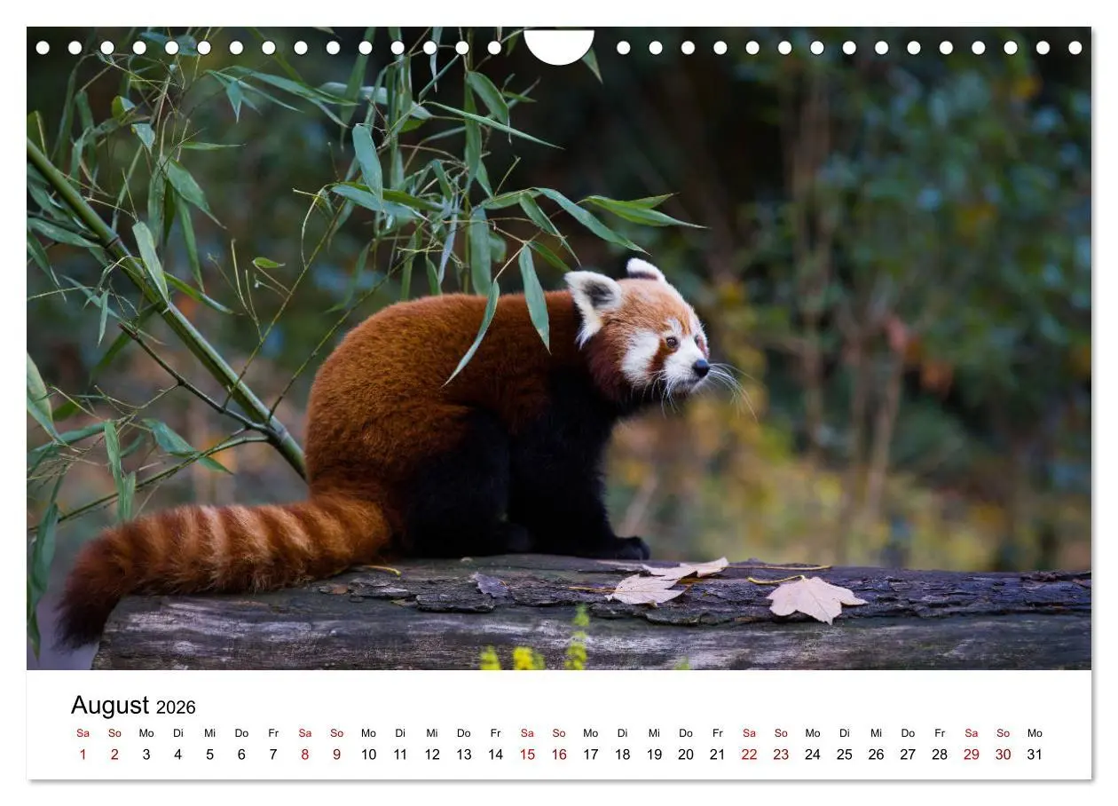 Bild: 9783457835395 | Rote Pandas - geschickte Kletterer (Wandkalender 2026 DIN A4 quer),...