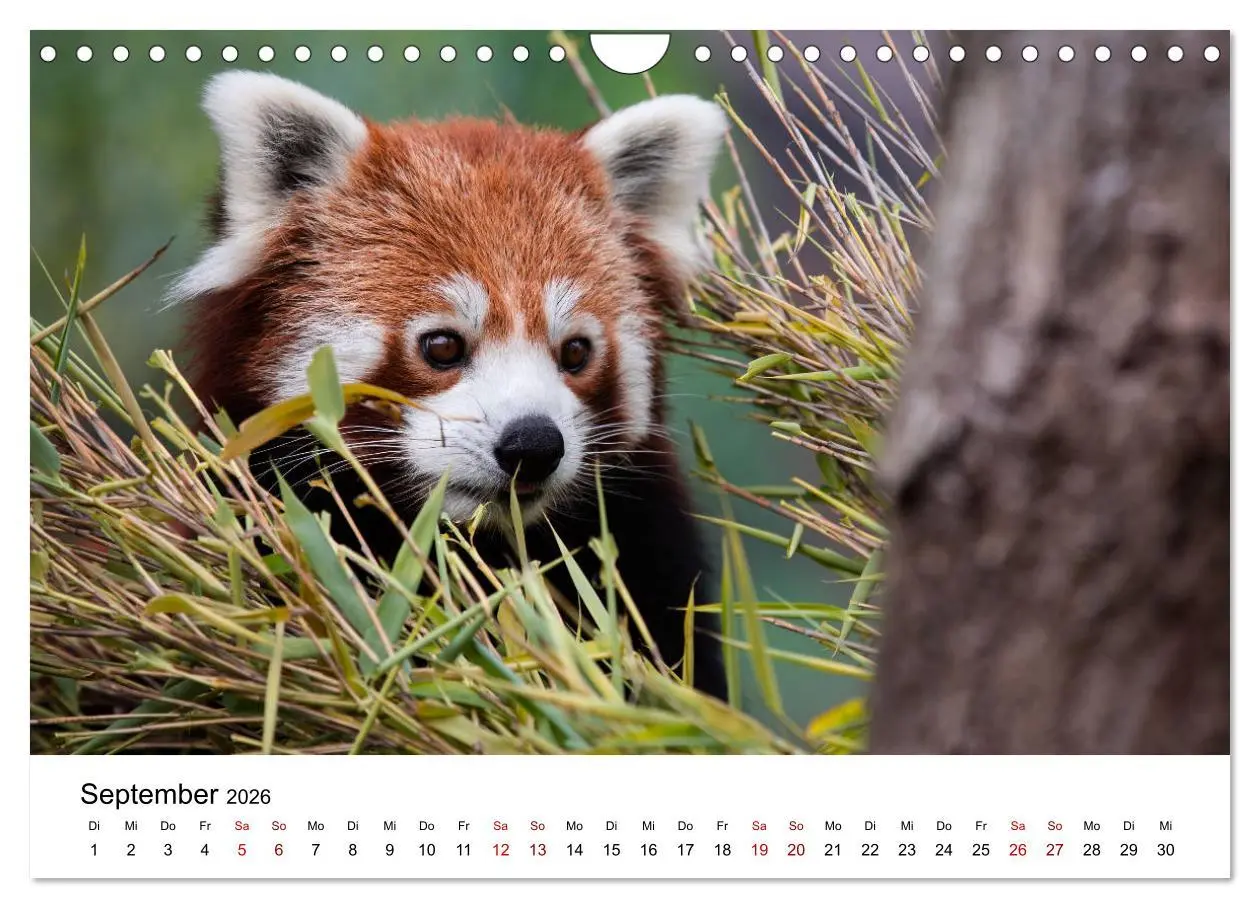 Bild: 9783457835395 | Rote Pandas - geschickte Kletterer (Wandkalender 2026 DIN A4 quer),...