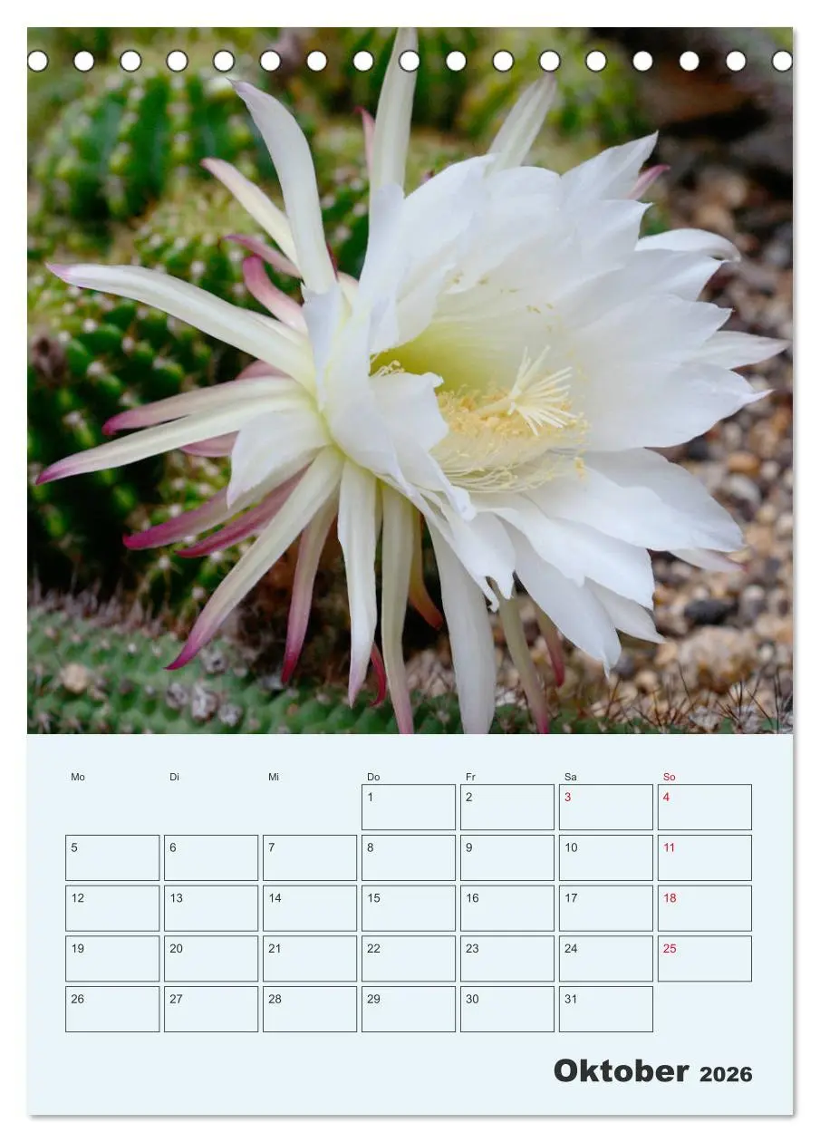 Bild: 9783516395495 | Wehrhafte Sukkulenten (Tischkalender 2026 DIN A5 hoch), CALVENDO...