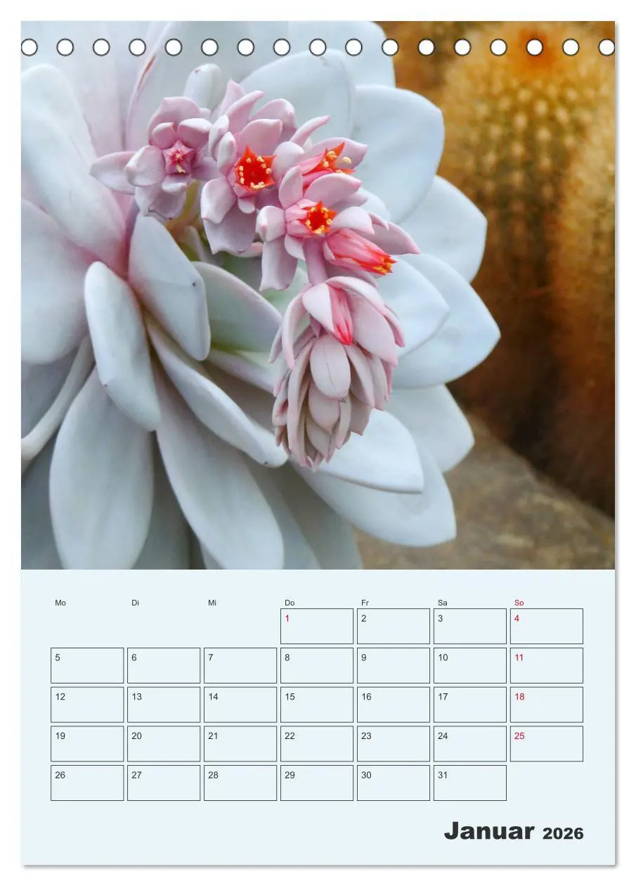 Bild: 9783516395495 | Wehrhafte Sukkulenten (Tischkalender 2026 DIN A5 hoch), CALVENDO...