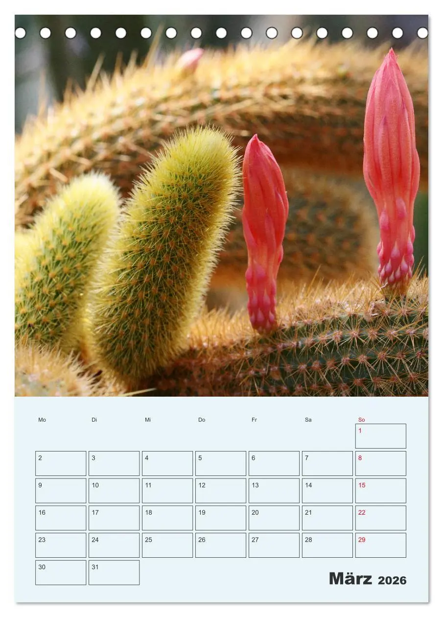 Bild: 9783516395495 | Wehrhafte Sukkulenten (Tischkalender 2026 DIN A5 hoch), CALVENDO...