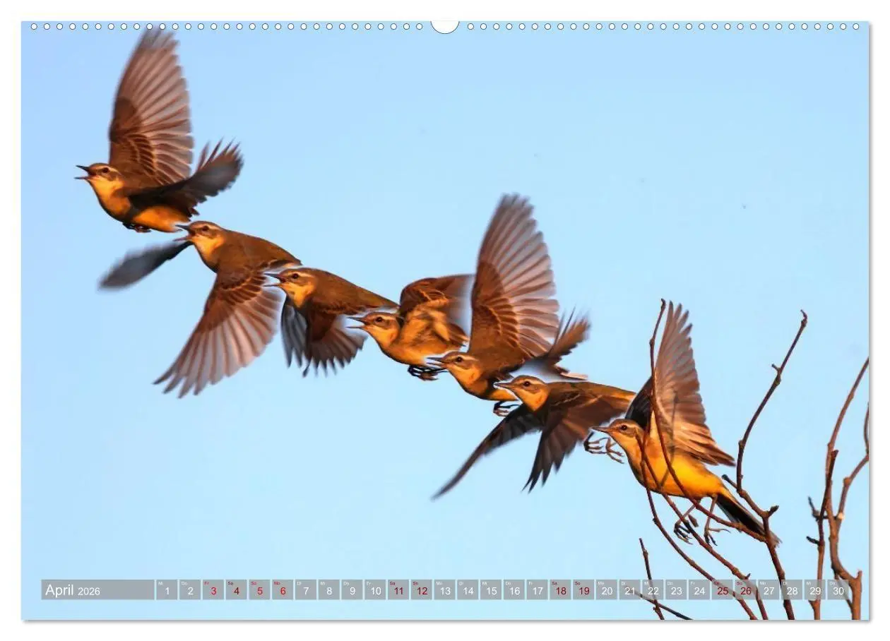 Bild: 9783516695595 | Vögel im Fluge (Wandkalender 2026 DIN A2 quer), CALVENDO...