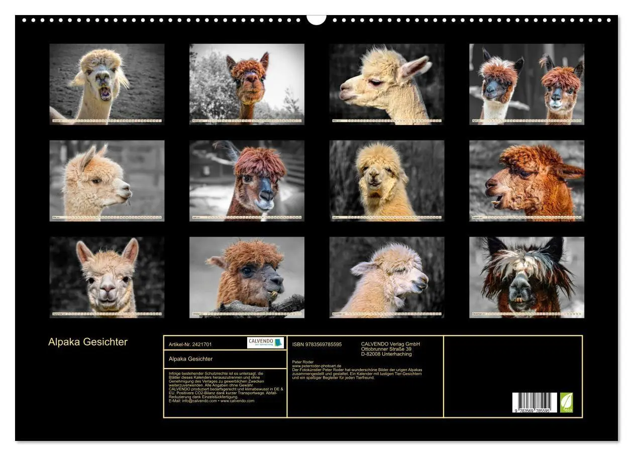 Bild: 9783569785595 | Alpaka Gesichter (Wandkalender 2027 DIN A2 quer), CALVENDO...