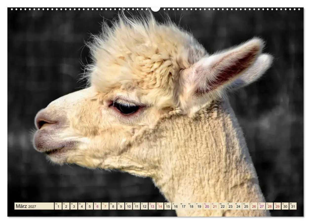 Bild: 9783569785595 | Alpaka Gesichter (Wandkalender 2027 DIN A2 quer), CALVENDO...