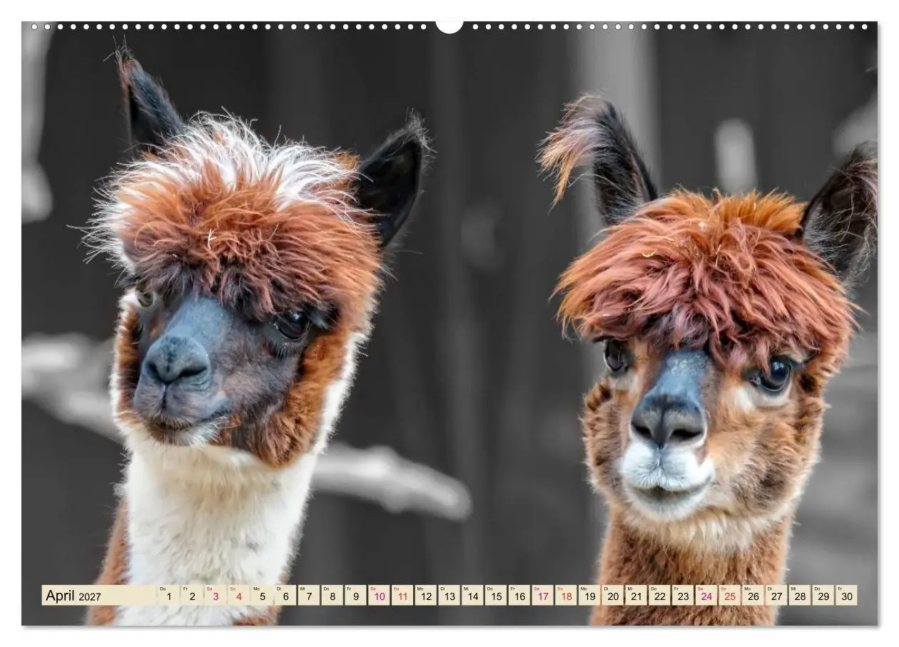 Bild: 9783569785595 | Alpaka Gesichter (Wandkalender 2027 DIN A2 quer), CALVENDO...