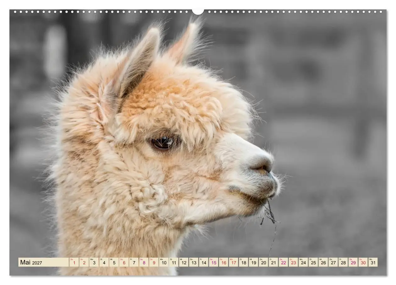 Bild: 9783569785595 | Alpaka Gesichter (Wandkalender 2027 DIN A2 quer), CALVENDO...
