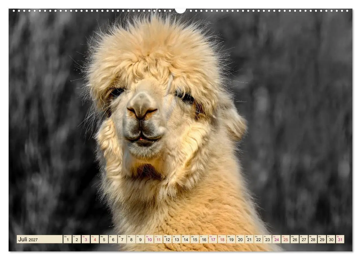 Bild: 9783569785595 | Alpaka Gesichter (Wandkalender 2027 DIN A2 quer), CALVENDO...