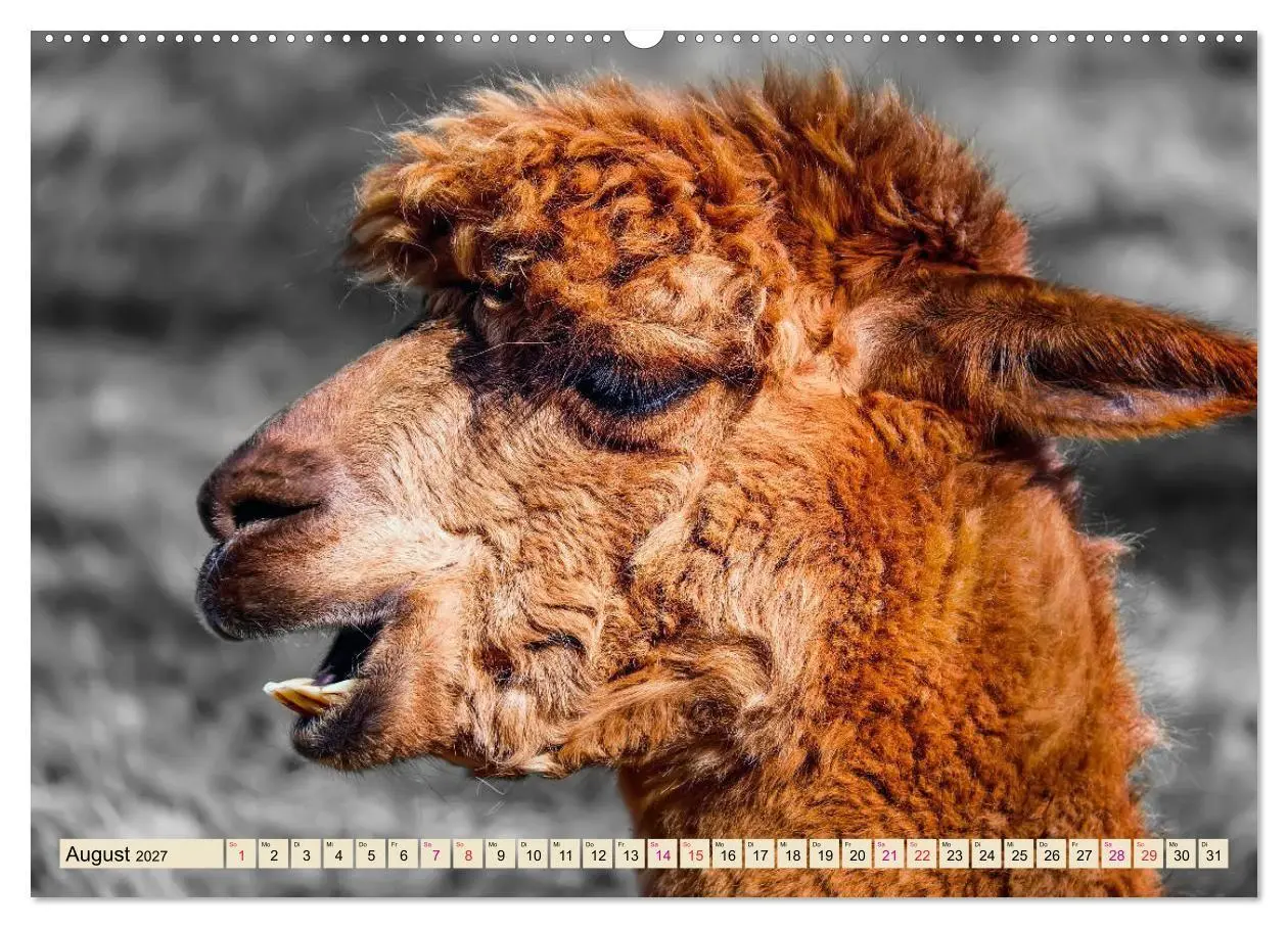 Bild: 9783569785595 | Alpaka Gesichter (Wandkalender 2027 DIN A2 quer), CALVENDO...