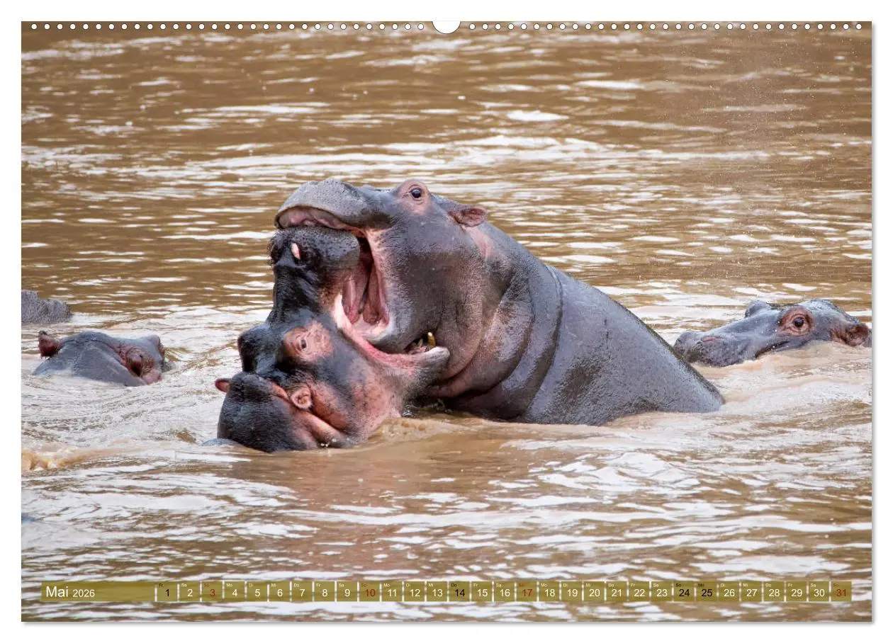 Bild: 9783457725795 | Wildes Kenia (hochwertiger Premium Wandkalender 2026 DIN A2 quer),...
