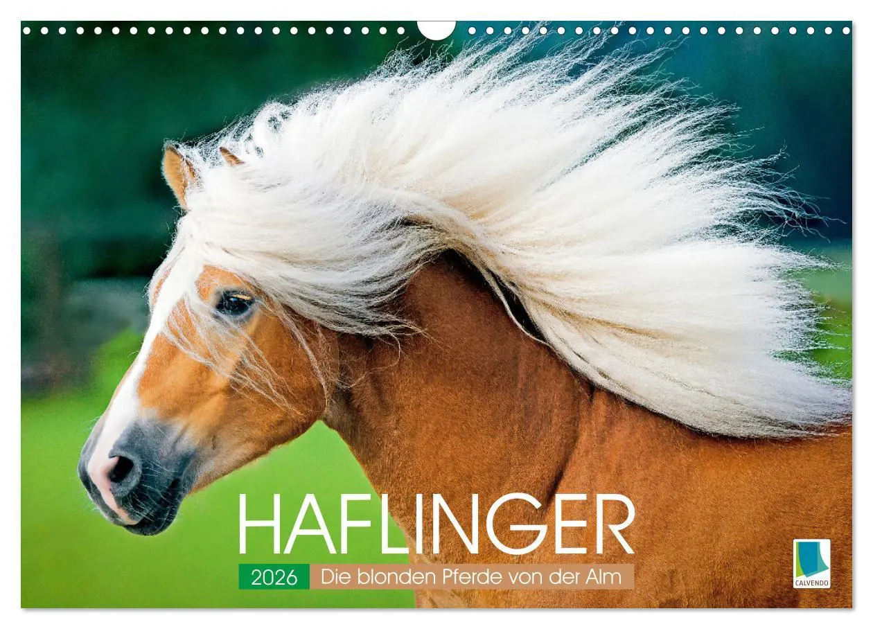 Cover: 9783457265895 | Haflinger: Die blonden Pferde von der Alm (Wandkalender 2026 DIN A3...
