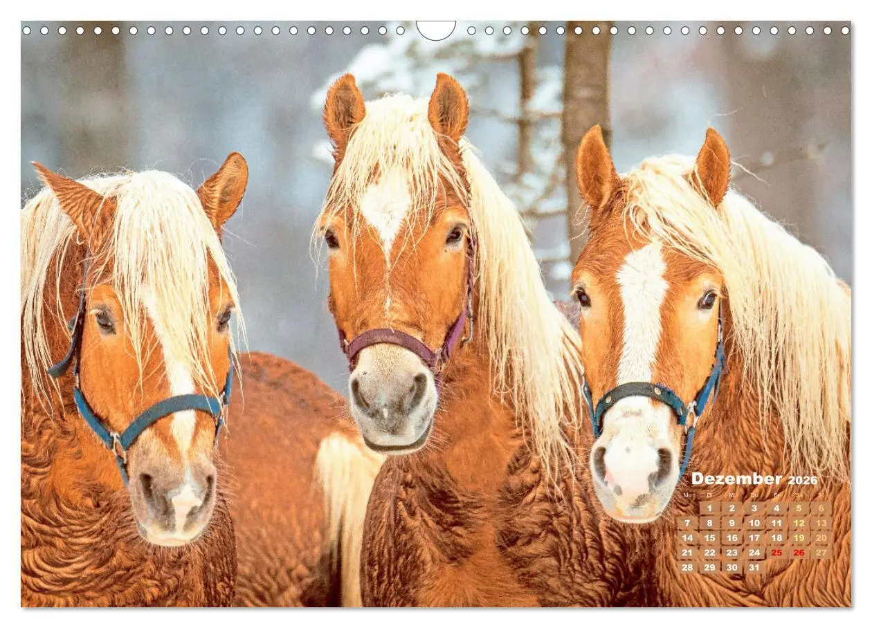 Bild: 9783457265895 | Haflinger: Die blonden Pferde von der Alm (Wandkalender 2026 DIN A3...