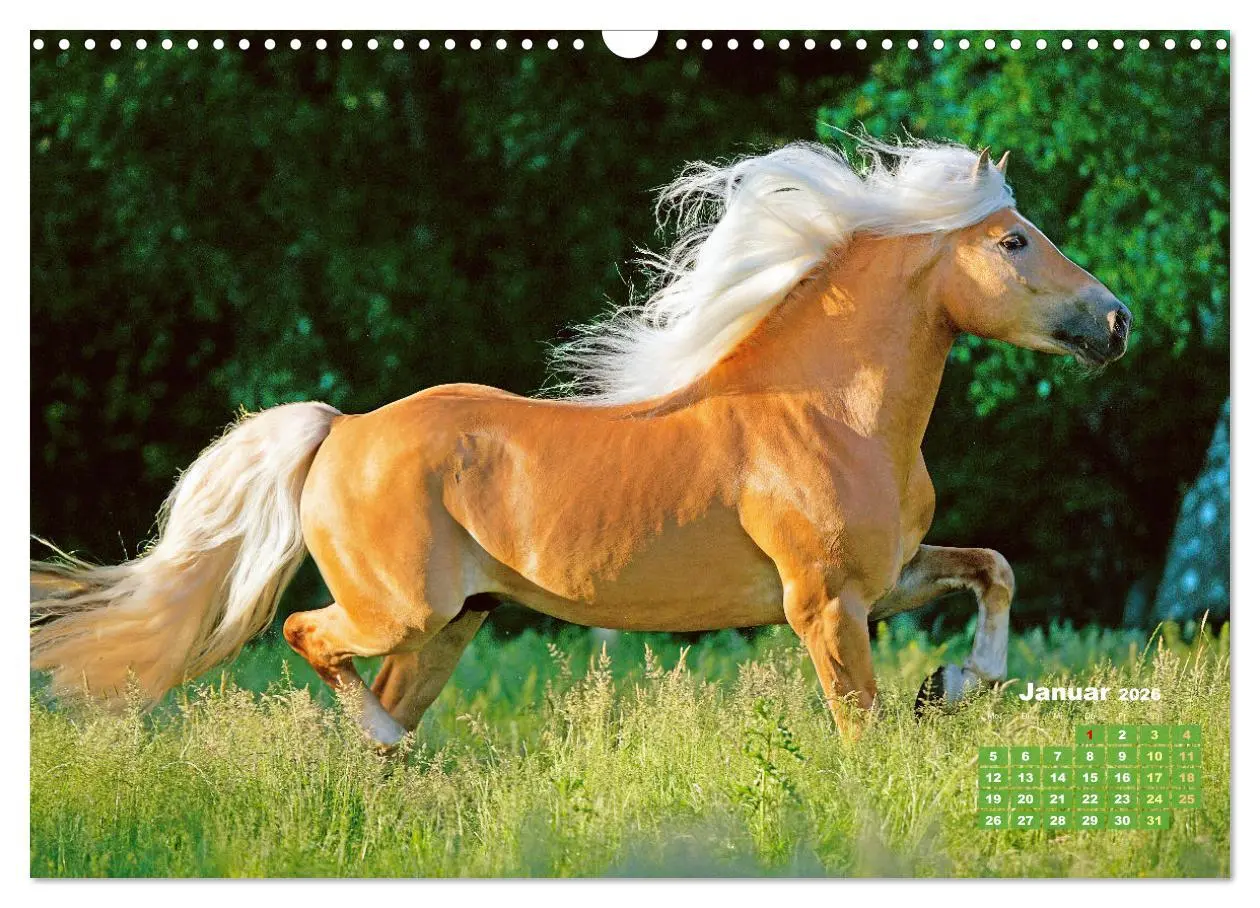 Bild: 9783457265895 | Haflinger: Die blonden Pferde von der Alm (Wandkalender 2026 DIN A3...