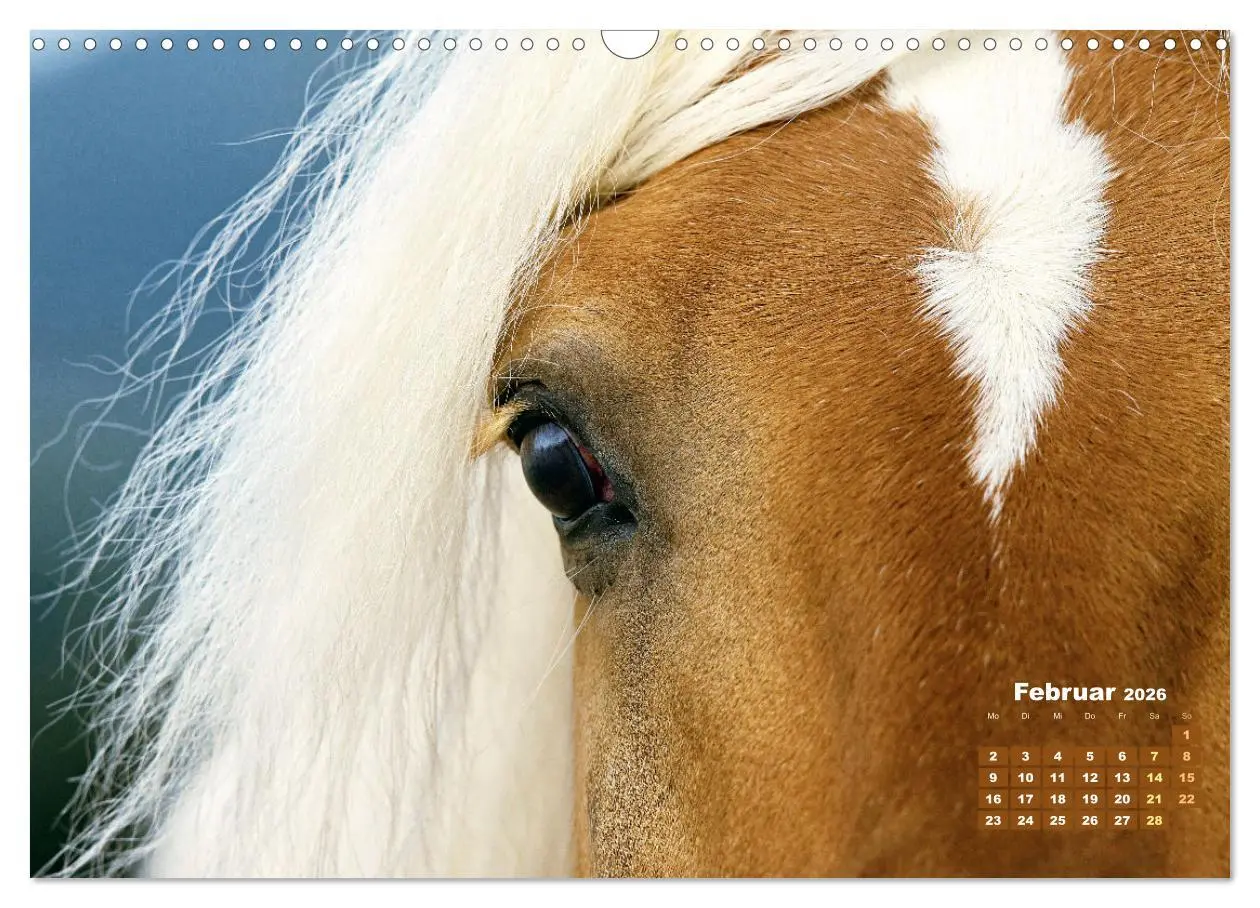 Bild: 9783457265895 | Haflinger: Die blonden Pferde von der Alm (Wandkalender 2026 DIN A3...