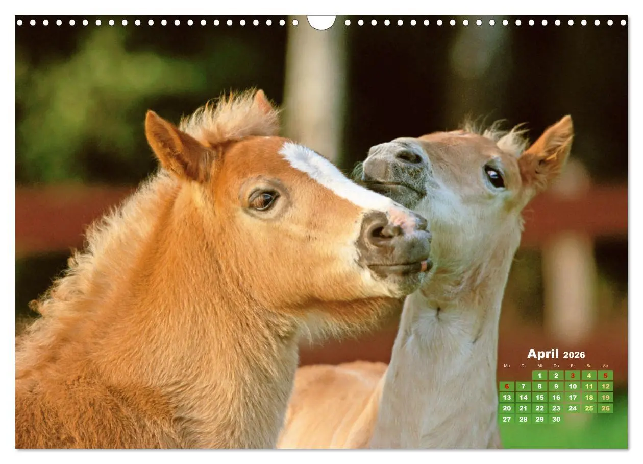 Bild: 9783457265895 | Haflinger: Die blonden Pferde von der Alm (Wandkalender 2026 DIN A3...